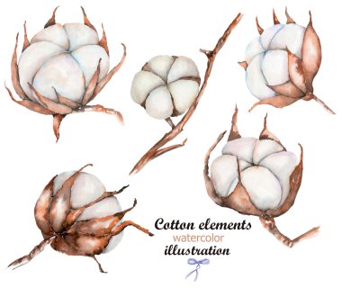 Collection of illustrations of watercolor cotton flower clipart