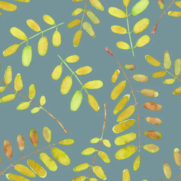 无缝模式与水彩的金合欢树的树枝 — 图库照片