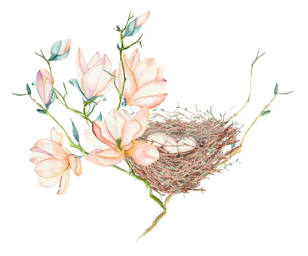 Illustration des Aquarell-Vogelnestes mit Eiern auf den Magnolienzweigen, handgezeichnet auf weißem Hintergrund — Stockfoto