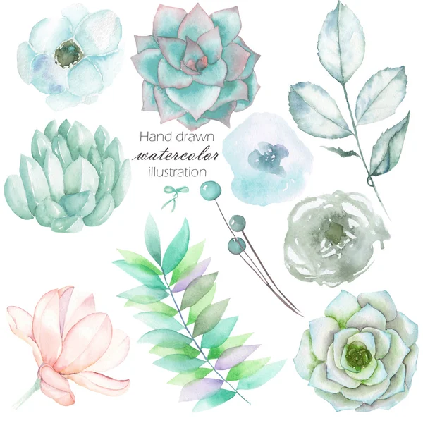 Conjunto com os elementos florais aquarela isolados: suculentas, flores, folhas e ramos, desenhados à mão sobre um fundo branco — Fotografia de Stock