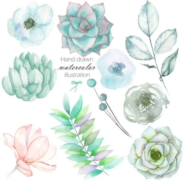 Set with the isolated watercolor floral elements: succulents, flowers, leaves and branches, hand drawn on a white background