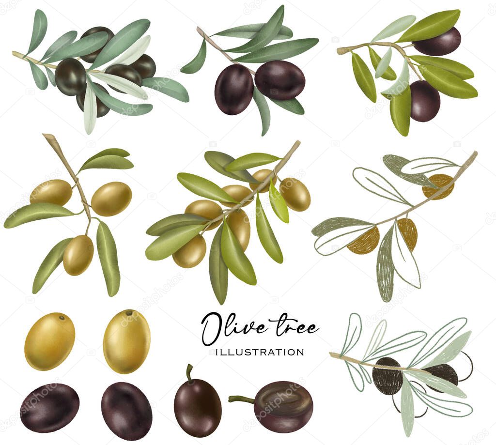 Collection of hand drawn green and black olives and olive tree branches, isolated illustrations on white background