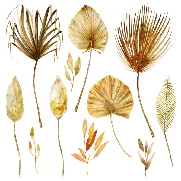 Altın Kahverengi Suluboya Fanlar Palmiye Yaprakları Pampalar Egzotik Bitkiler Beyaz — Stok fotoğraf