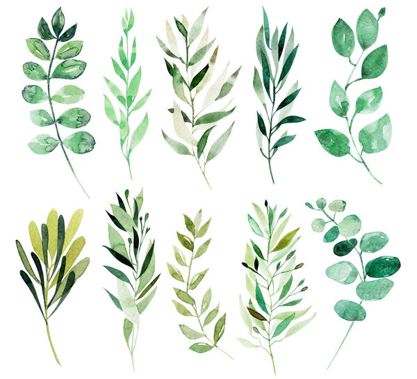 Коллекция зеленых веток акварели, ботанических элементов, выделенных на белом фоне