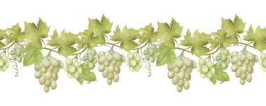 Seamless border of green grape vines, hand drawn illustration on white background