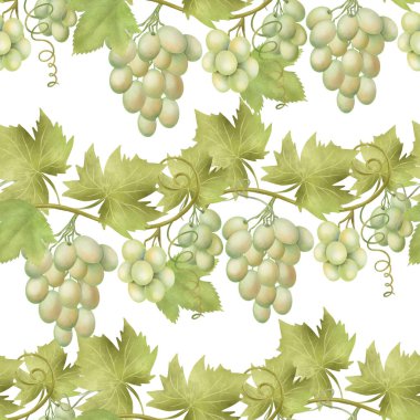 Seamless pattern of green grape vines, hand drawn illustration on white background