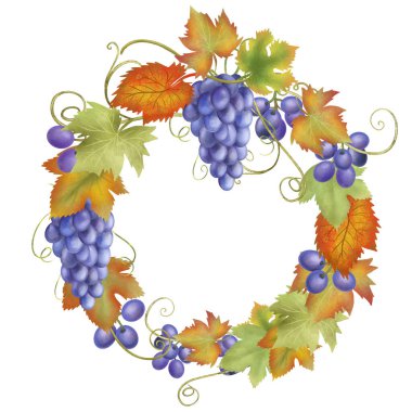 Autumn fruit wreath of blue grapes, red and green grape leaves, hand drawn isolated illustration on white background