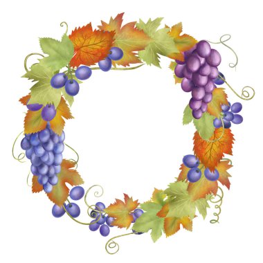Autumn fruit wreath of blue and purple grapes, red and green grape leaves, hand drawn isolated illustration on white background