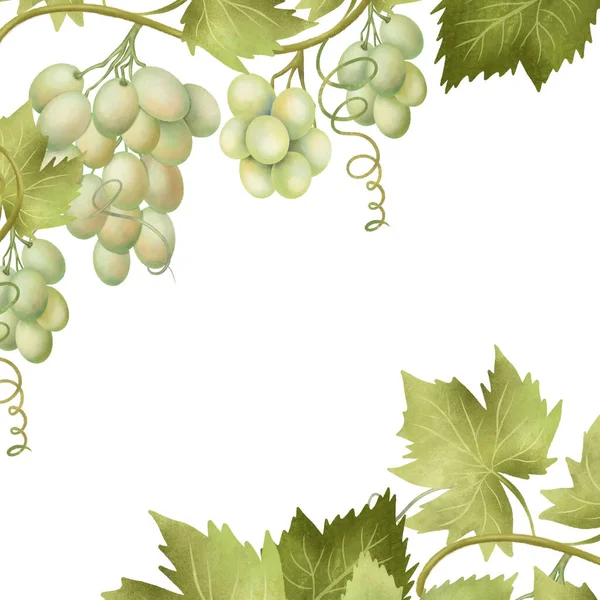 Card template of green grapes, hand drawn illustration on white background