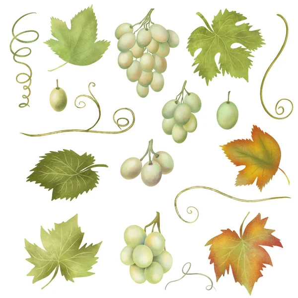 White Grapes Grape Leaves Clipart Hand Drawn Isolated Illustration White — Φωτογραφία Αρχείου