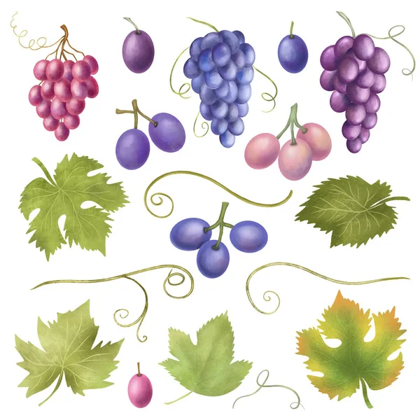 Blue Purple Grapes Grape Leaves Clipart Hand Drawn Isolated Illustration — Fotografia de Stock