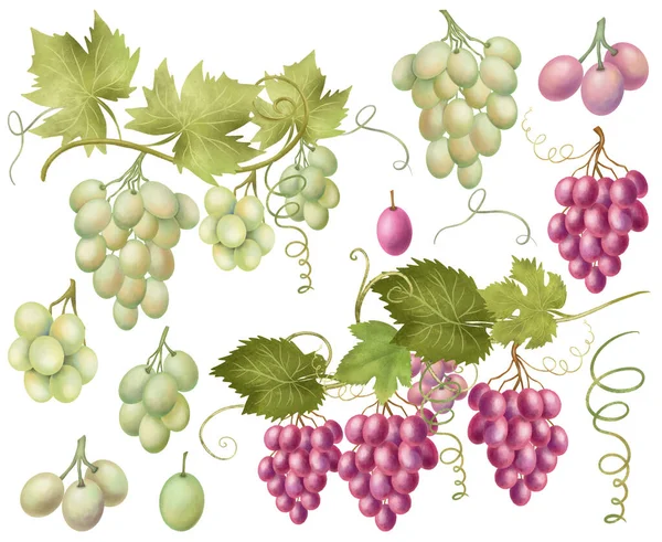 White Pink Grapes Clipart Hand Drawn Isolated Illustration White Background — Φωτογραφία Αρχείου