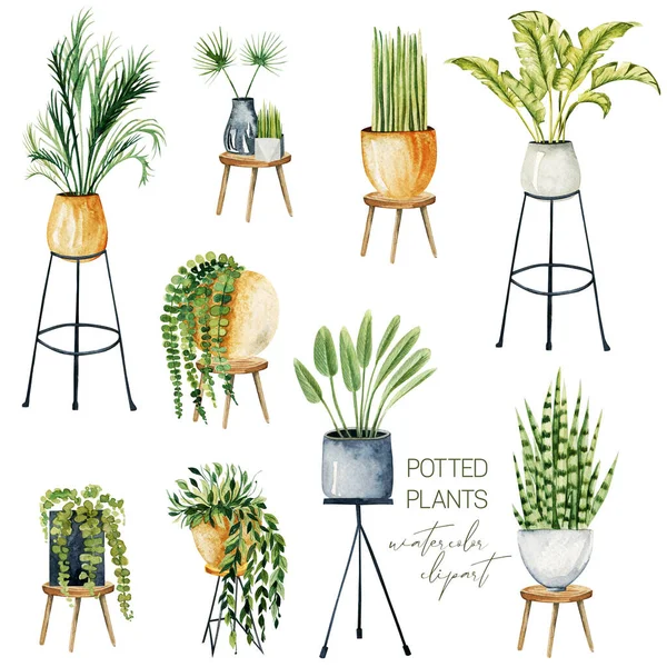 Set Watercolor Potted Plants Home Plants Collection Isolated Hand Drawn — Stok fotoğraf