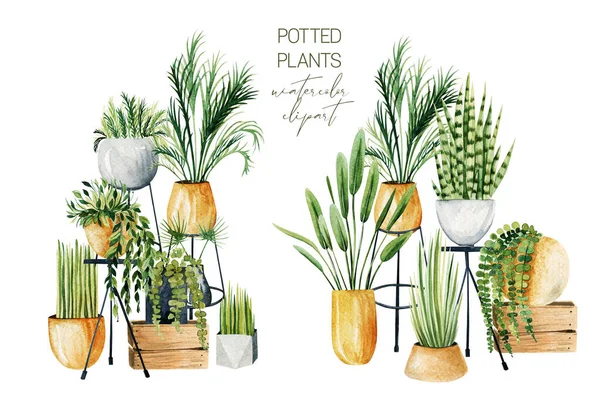 水色盆栽植物的组成 家庭植物的收集 白色背景的手绘插图 — 图库照片