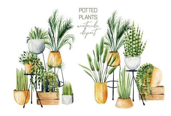 Composition Watercolor Potted Plants Home Plants Collection Hand Drawn Illustration — Photo