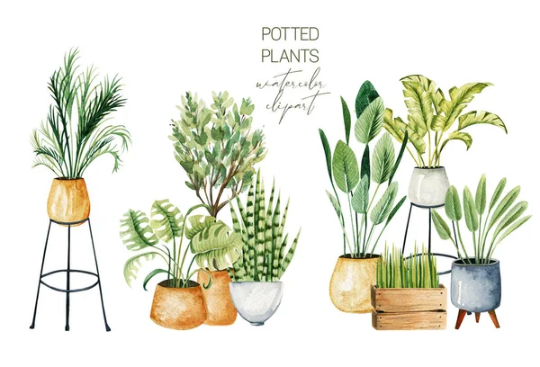 水色盆栽植物的组成 家庭植物的收集 白色背景的手绘插图 — 图库照片