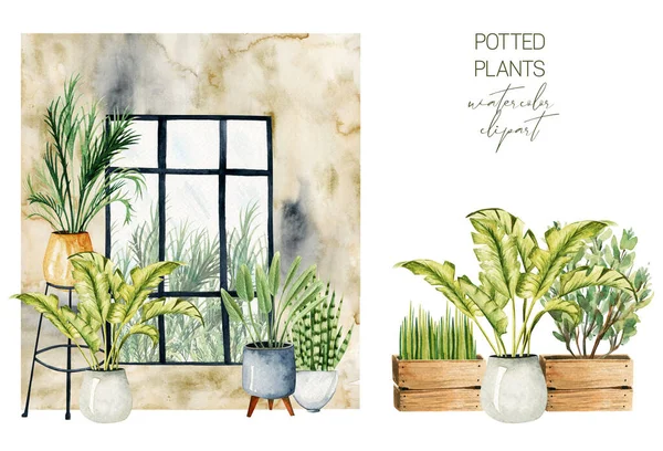 水色盆栽植物 如家居装饰元素 家居植物收藏 白色背景的手绘插图 — 图库照片