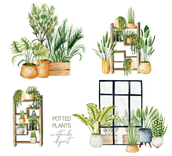 Interior Scenes Green Potted Plants Home Plants Collection Hand Drawn — Fotografia de Stock