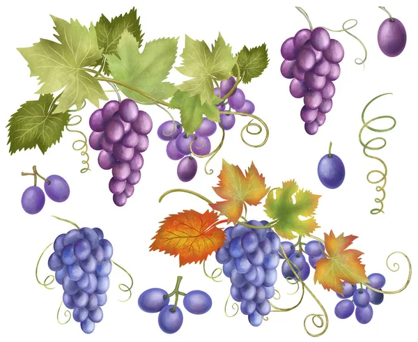 Blaue Und Violette Trauben Cliparts Handgezeichnete Isolierte Illustration Auf Weißem — Stockfoto