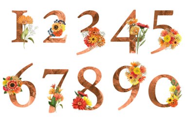 Sonbahar çiçekli çiçek numaraları (aster ve gerber papatyaları), beyaz arka planda izole edilmiş illüstrasyon, düğün monogramı, tebrik kartları, logo