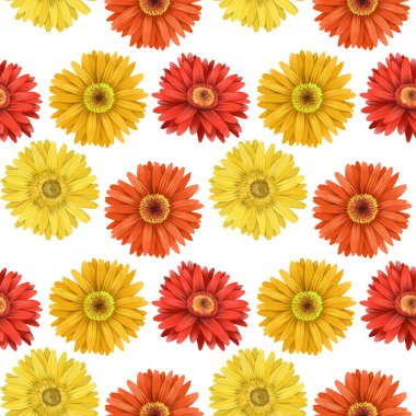 Kırmızı ve sarı asterliler ve Alman çiçekleri pürüzsüz desenler, beyaz arka planda izole çiçekler.