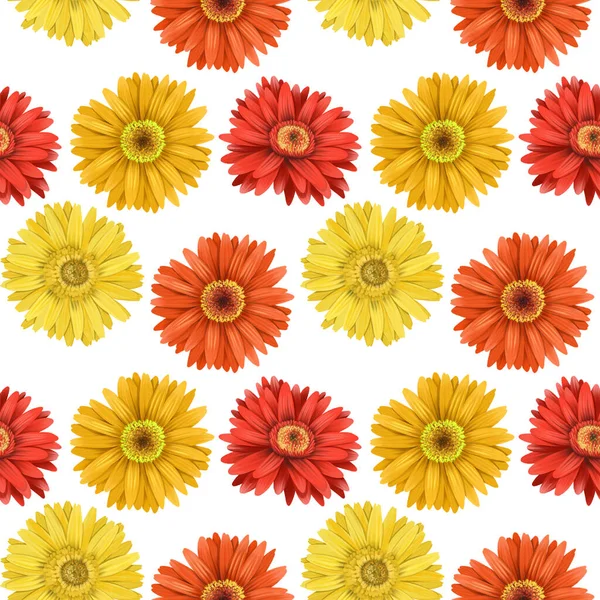 Czerwone Żółte Astry Gerber Kwiaty Bezszwowy Wzór Pojedyncze Kwiaty Białym — Zdjęcie stockowe