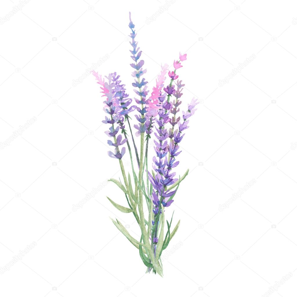 Bouquet of lavender