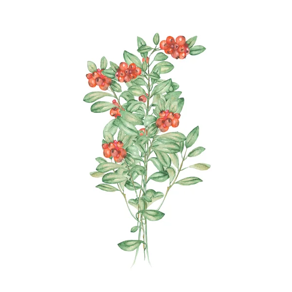 Bouquet of cowberry — Stock Photo, Image