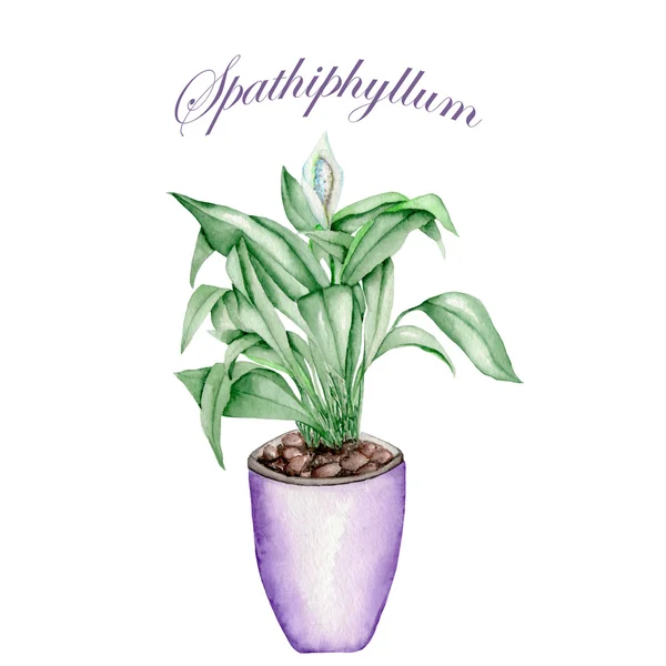 Spathiphyllum i en kruka — Stockfoto