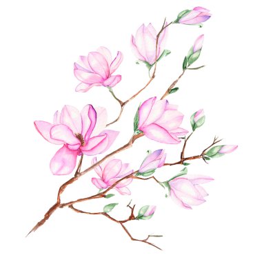 Illustration with magnolia branch clipart