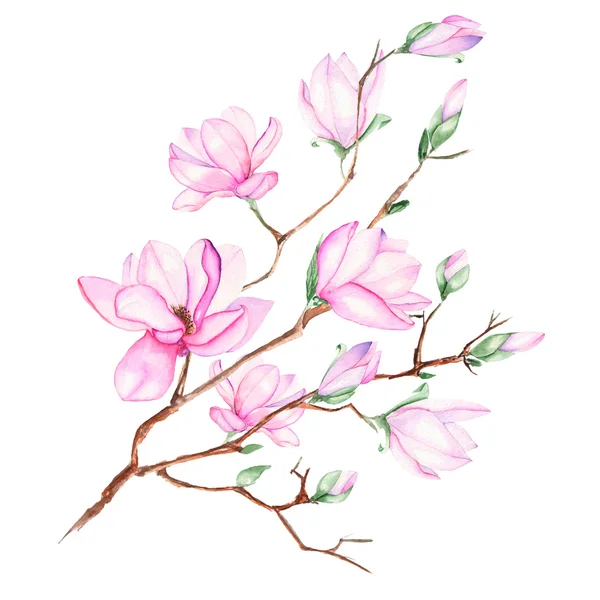 Illustration med magnolia gren - Stock-foto