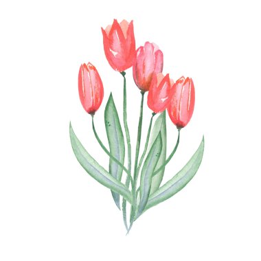 Illustration with bouquet of five watercolor red tulips