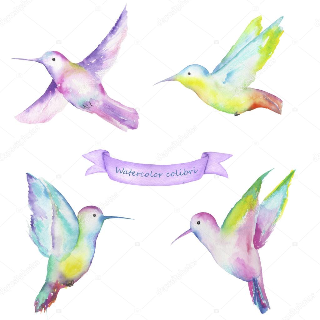 Watercolor colibri