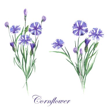 Bouquets of cornflowers