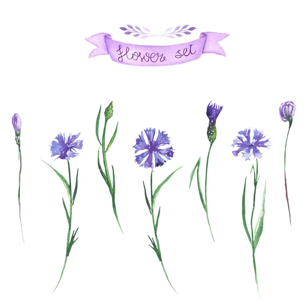 Watercolor set of cornflowers elements — 스톡 사진