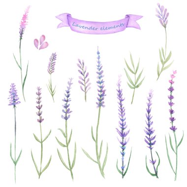Watercolor set of lavender elements