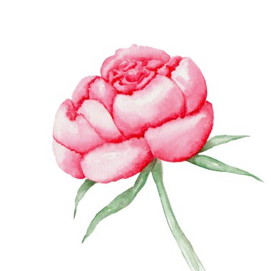 Red peony flower painted in watercolor