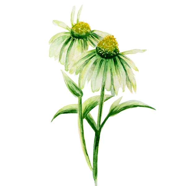 Groene camomiles geschilderd in aquarel op een witte achtergrond — Stockfoto