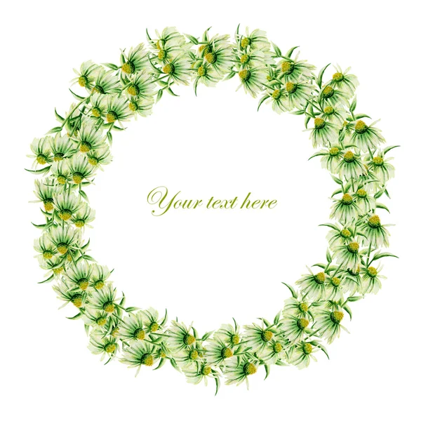 Postcard, frame border (wreath) with green camomiles painted in watercolor on a white background — Stock Photo, Image