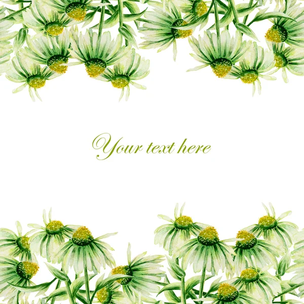 Cartão postal sem emenda, borda do quadro com camomilas verdes pintadas em aquarela sobre um fundo branco — Fotografia de Stock