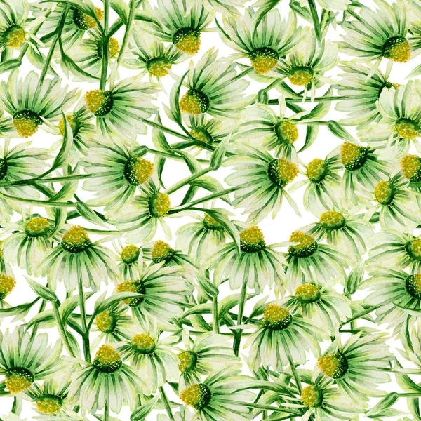 Pattern with green camomiles painted in watercolor on a white background — Stock Photo, Image