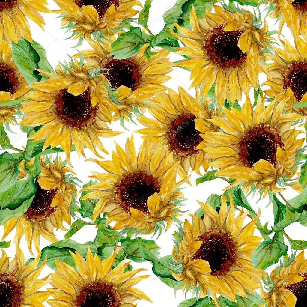Pattern with yellow sunflowers painted in watercolor on a white background