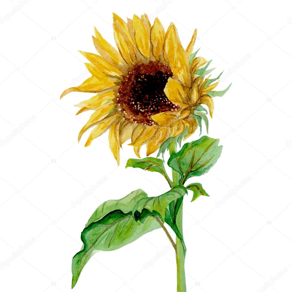 Yellow sunflower painted in watercolor on a white background