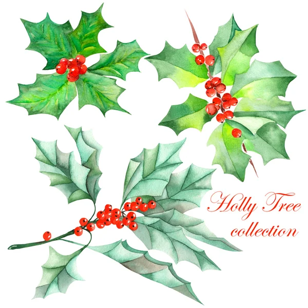 Collection (sada) s akvarel vánoční větve stromu holly — Stock fotografie