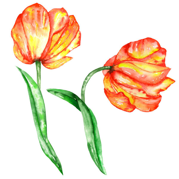Illustration with an isolated two watercolor red and yellow tulips