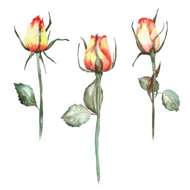 An illustration with the three beautiful watercolor red and yellow roses