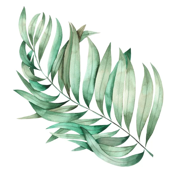 An illustration with an isolated branch of the leaves of a palm painted in watercolor on a white background — Stockfoto