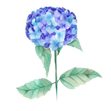 An illustration of the beautiful watercolor blue Hydrangea flowers