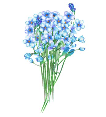 An illustration with a bouquet of the beautiful watercolor blue forget-me-not flowers (Myosotis)