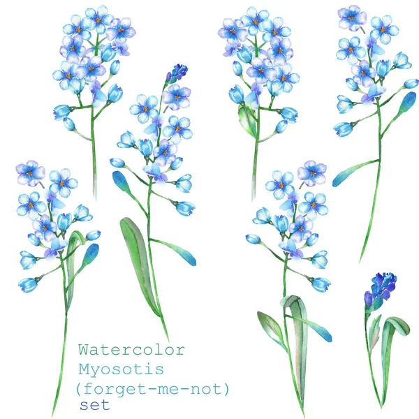 A set with the floral elements in the form of watercolor blue forget-me-not flowers (Myosotis) for a decoration — Stock fotografie